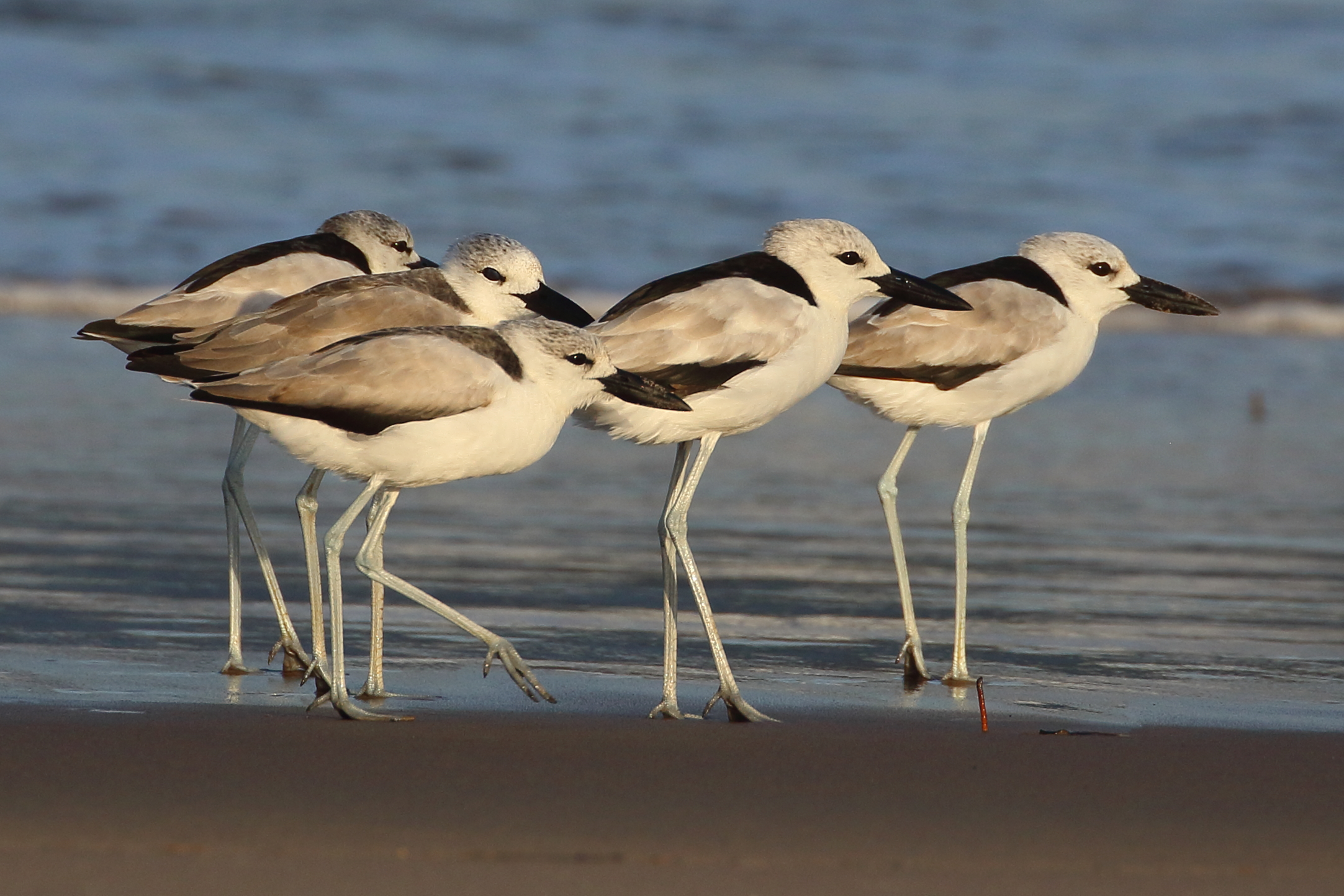 CrabPlover 20240917 PR2