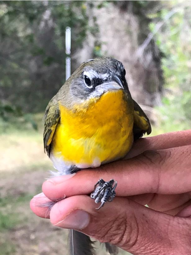 Yellow breasted chat 2018